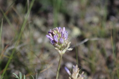 Astragalus laxmannii robustior