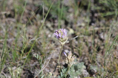 Astragalus laxmannii robustior