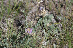 Astragalus laxmannii robustior