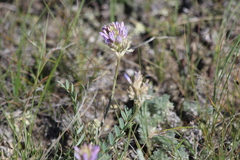 Astragalus laxmannii robustior