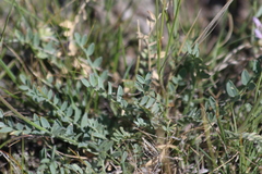 Astragalus laxmannii robustior