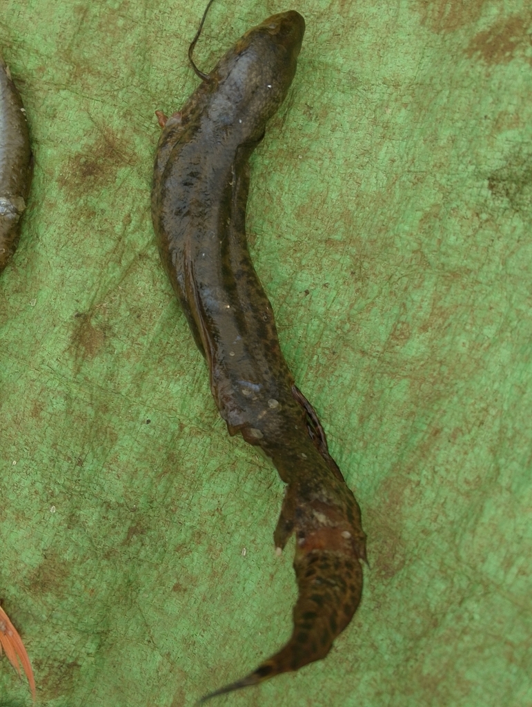 African lungfish (Protopterus annectens) — Protopteridae
