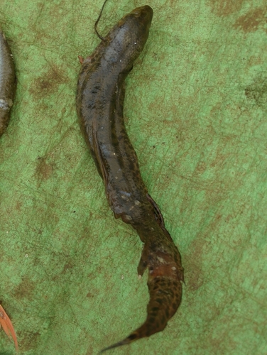 African lungfish (Protopterus annectens) — Protopteridae