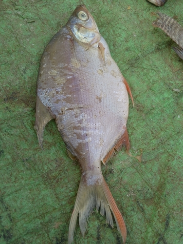 Moon Fish