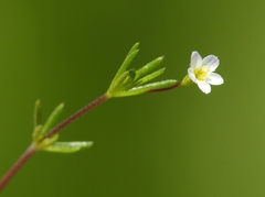 Linanthus harknessii