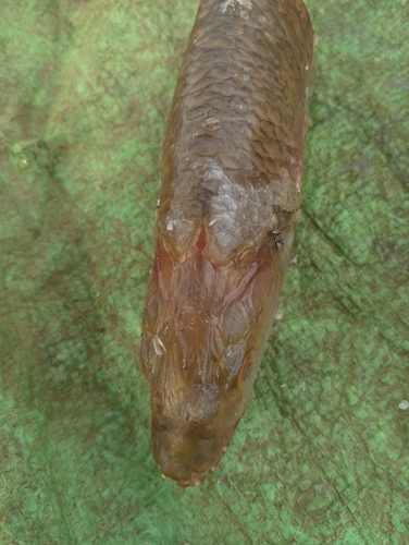 Nile Tigerfish