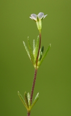 Linanthus harknessii