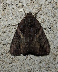 Catocala muliercula