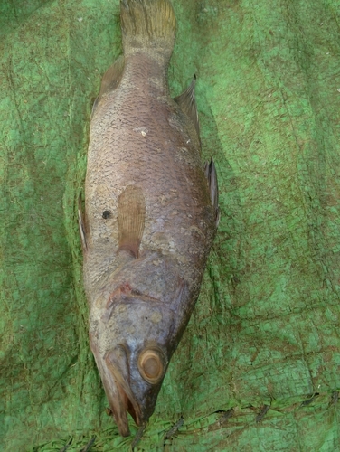 Nile Perch