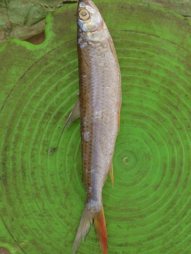 Nile Tigerfish