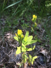 Castilleja kraliana