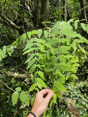 Silky Fibrebush (Englerodaphne pilosa)