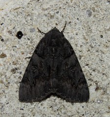 Catocala antinympha