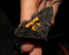 Catocala antinympha
