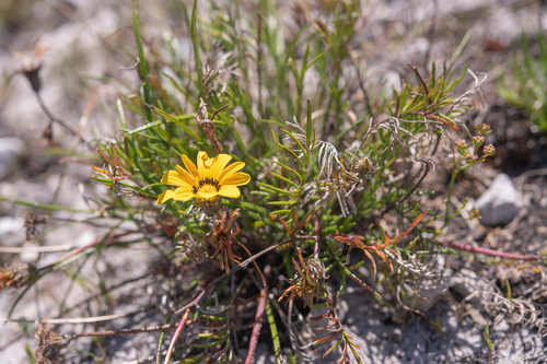 Gazania pectinata, photograph 6