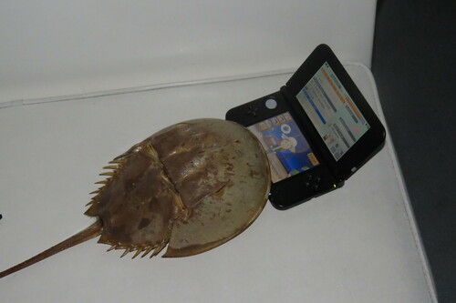 Limulus polyphemus