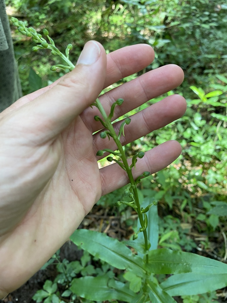 Habenaria malacophylla