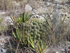 Echinocereus zapalinamensis