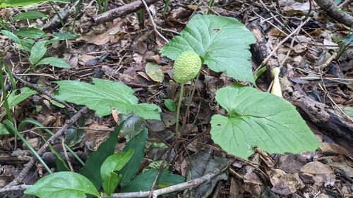 Wild Drakena (Dorstenia drakena)