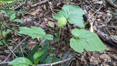 Wild Drakena (Dorstenia drakena)