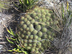 Echinocereus zapalinamensis