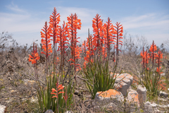 Schlechter's Watsonia (Watsonia schlechteri)