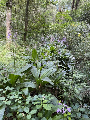 Calanthe sylvatica, photograph 6