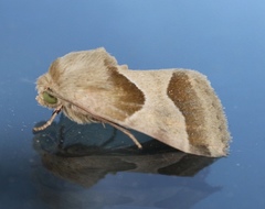 Schinia jaguarina