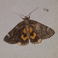 Catocala minuta