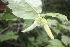 Corylus sieboldiana
