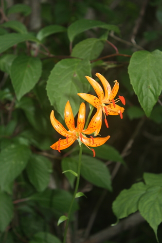 Manchurian turk’s-cap lily