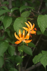 Lilium distichum