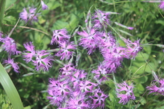 Dianthus superbus