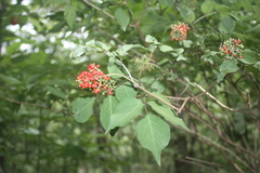 Sambucus sieboldiana