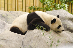 Ailuropoda melanoleuca