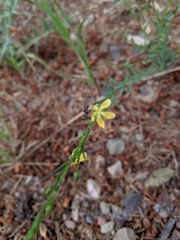 Linum neomexicanum