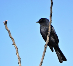 Melaenornis pammelaina ater