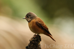 Muscicapa ferruginea