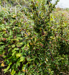 Cotoneaster simonsii