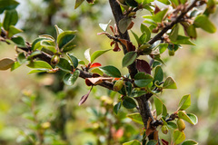 Cotoneaster simonsii