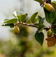 Cotoneaster simonsii