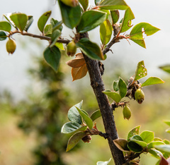 Cotoneaster simonsii