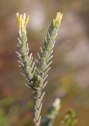 Gnidia anomala (Gnidia anomala)