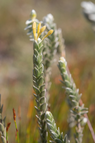 Gnidia anomala (Gnidia anomala)