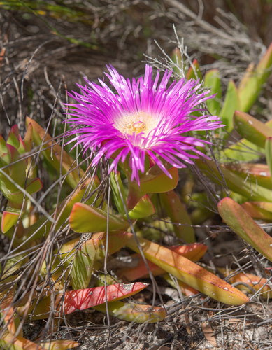 Carpobrotus acinaciformis