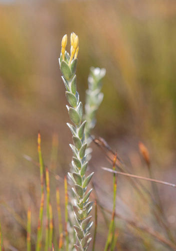 Gnidia anomala (Gnidia anomala)