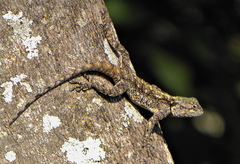 Southern Tree Agama photo 4