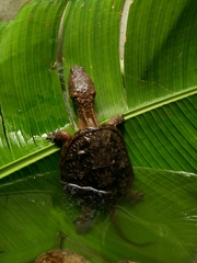 Central American Snapping Turtle photo 5