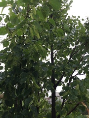 Tilia cordata