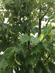 Tilia cordata